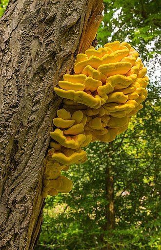 Трутовик серно-желтый (Laetiporus sulphureus) сушеный &ndash; 100 грамм ТС-01С &mdash; Dikoros