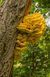 Трутовик серно-желтый (Laetiporus sulphureus) сушеный &ndash; 100 грамм ТС-01С фото 2 &mdash; Dikoros