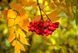 Рябина красная (Sorbus aucuparia) сушеная &ndash; 100 грамм. ГК-01С фото 1 &mdash; Dikoros