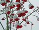 Рябина красная (Sorbus aucuparia) сушеная &ndash; 100 грамм. ГК-01С фото 2 &mdash; Dikoros