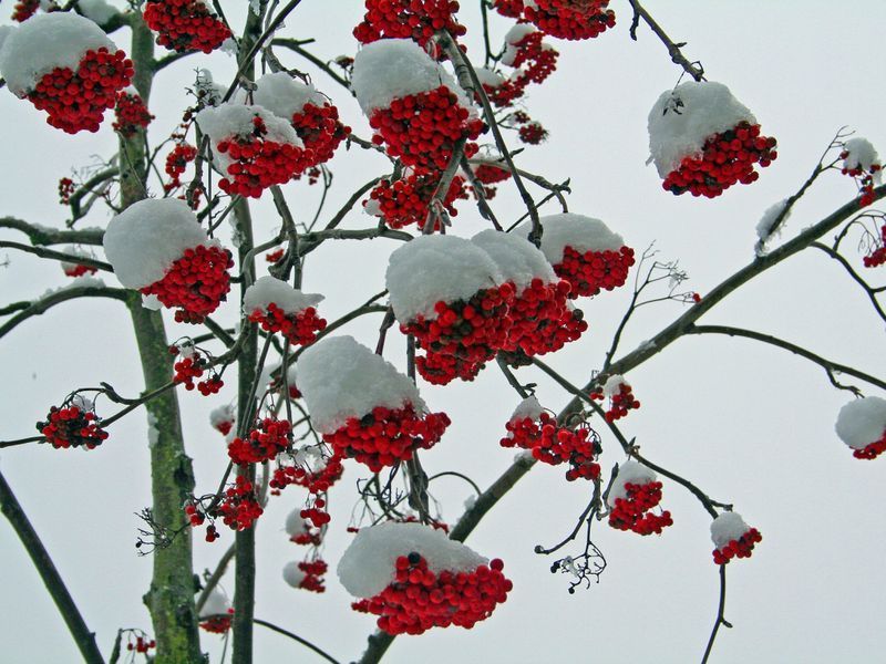 Рябина красная (Sorbus aucuparia) сушеная &ndash; 100 грамм. ГК-01С &mdash; Dikoros