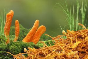 How does *Cordyceps militaris* help you stay energized and resilient on a daily basis?