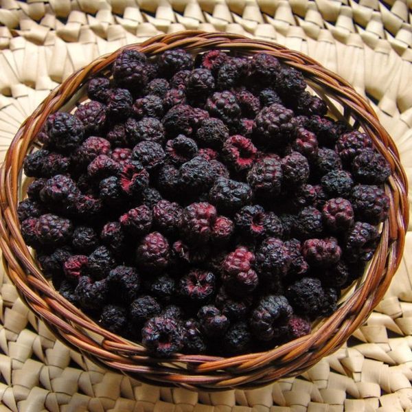 Ожи́на лісова (Eubatus) сушена - 100 грам ЕЛ-01С &mdash; Dikoros