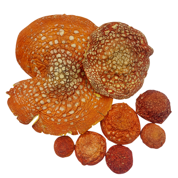 Шляпки мухомору червоного (Amanita muscaria) сушені, сорт Еліт - 1 грам МХМЧ-01ЕС &mdash; Dikoros
