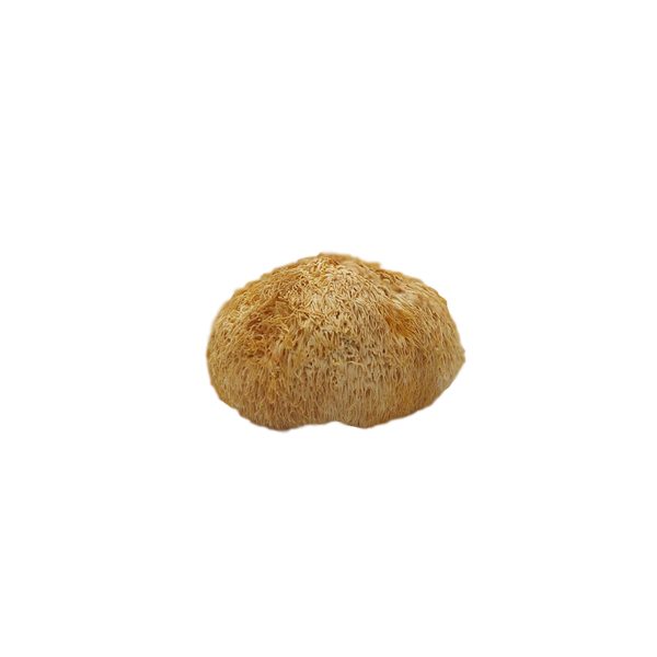 Sea urchin (Hericium urchin) dried - 1 gram ЕГ-01С &mdash; Dikoros