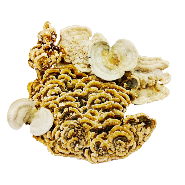 Траметес різнобарвний(Trametes versicolor) сушений - 100 грам ТР-01С &mdash; Dikoros
