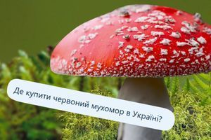 Где купить красный мухомор в Украине ? Что рекомендует ИИ?
