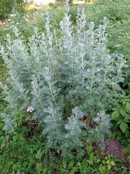 Полынь горькая (Artemisia absinthium) сушеная - 50 грамм ПГ-01С &mdash; Dikoros
