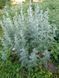 Полынь горькая (Artemisia absinthium) сушеная - 50 грамм ПГ-01С фото 2 &mdash; Dikoros