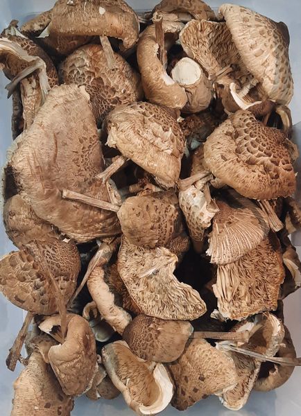 Гриб-зонтик великий (Macrolepiota procera) сушений - 100 грам ГЗ-01С &mdash; Dikoros