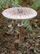 Гриб-зонтик великий (Macrolepiota procera) сушений - 100 грам ГЗ-01С фото 1 &mdash; Dikoros
