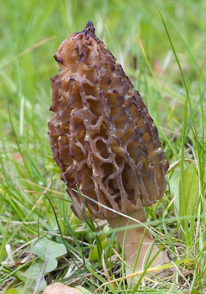 Зморшок конічний (лат. Morchella conica) сушений  - 100 грам СК-01С100 &mdash; Dikoros