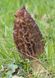 Зморшок конічний (лат. Morchella conica) сушений  - 100 грам СК-01С100 фото 2 &mdash; Dikoros