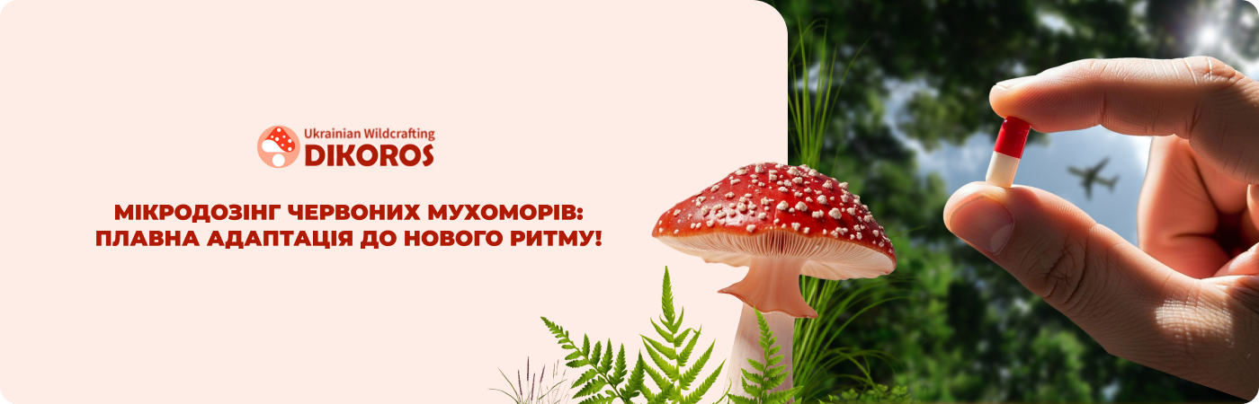 купити сушені мухомори в капсулах від Дікорос