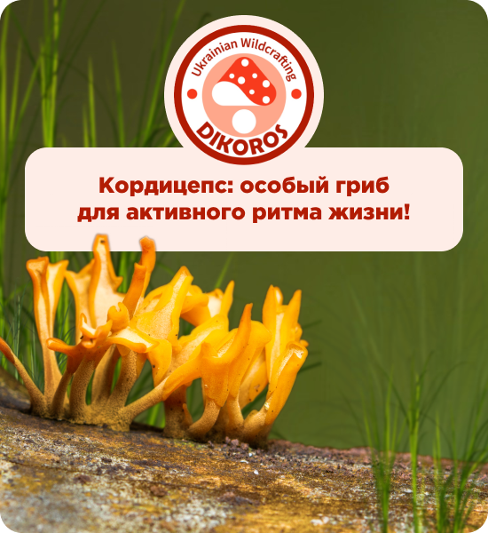 кордицепс военный купить от Дикорос