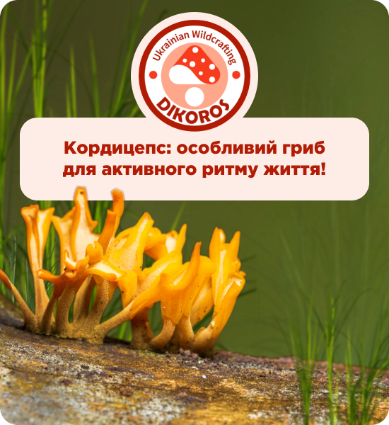 кордицепс військовий купити від Дікорос
