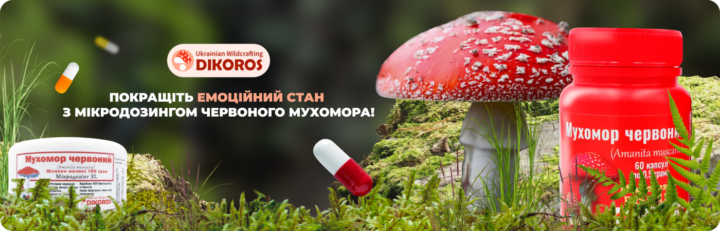 інтернет-магазин якісного мікродозингу червоних мухоморів - Дикорос
