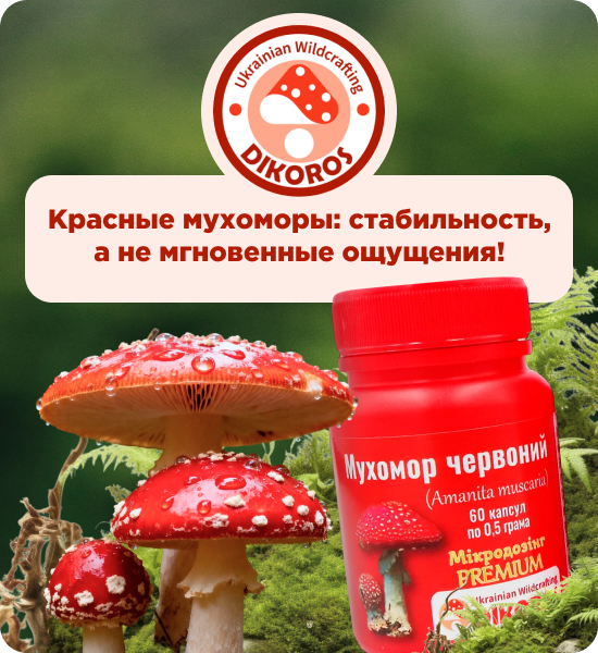 купить красные мухоморы от Dikoros