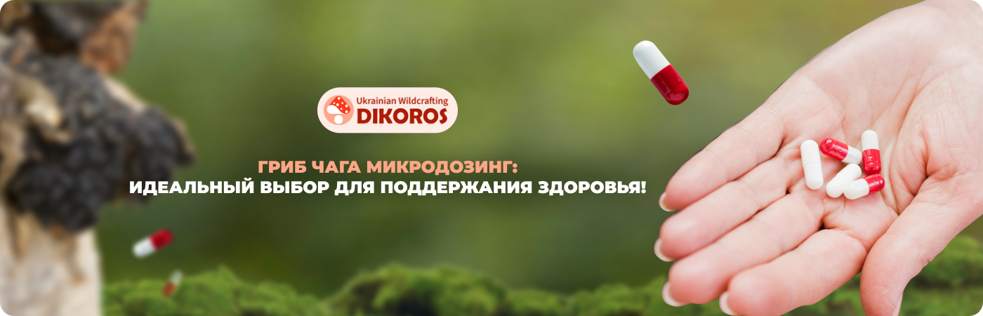  Купить микродозинг чаги березовой от производителя dikoros-ua.com