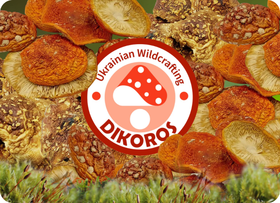 купить сушеные мухоморы от Dikoros