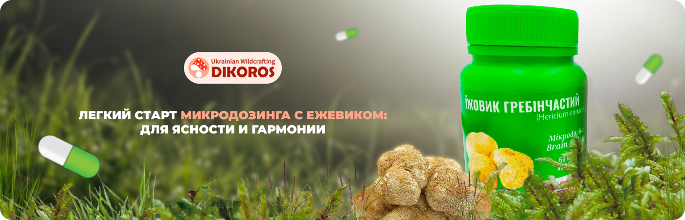 Микродозинг для новичков - ежовик гребенчатый купить в интернет-магазине Dikoros