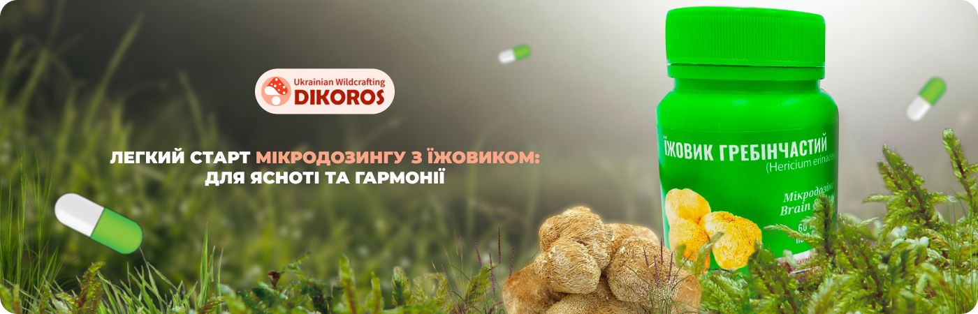 Мікродозинг для новачків - їжовик гребінчастий купити у інтернет-магазині Dikoros