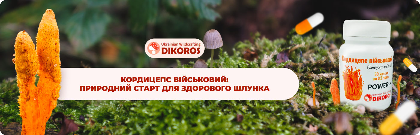 Купити гриб кордицепс у виробника Dikoros