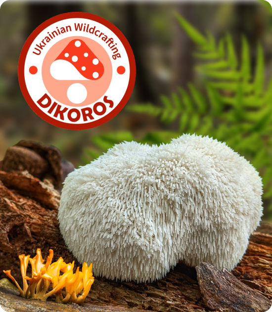 мікродозинг їжовик гребінчастий для ІТ-фахівців у Dikoros