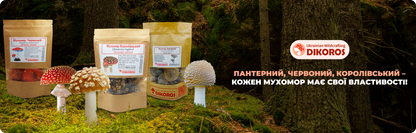 Сушені мухомори різних видів купити у інтернет-магазині Dikoros