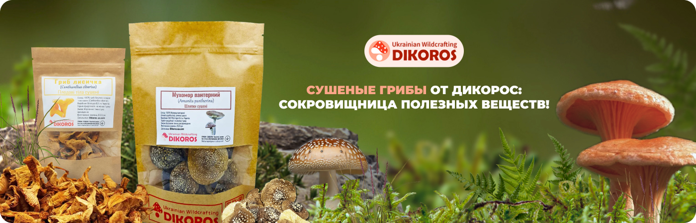 Купить органические грибы из лесов Черниговщины на dikoros-ua.com/ru