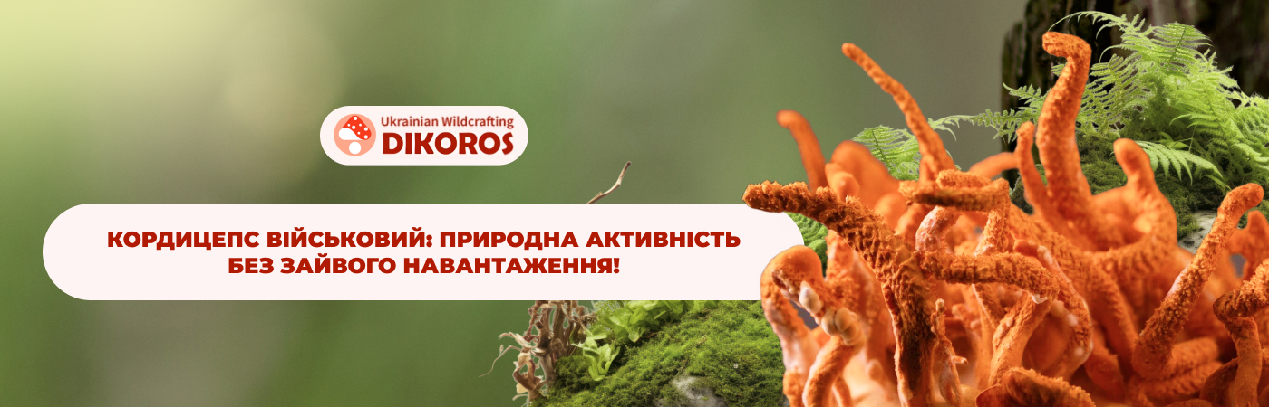 кордицепс військовий купити в інтернет-магазині Дікорос