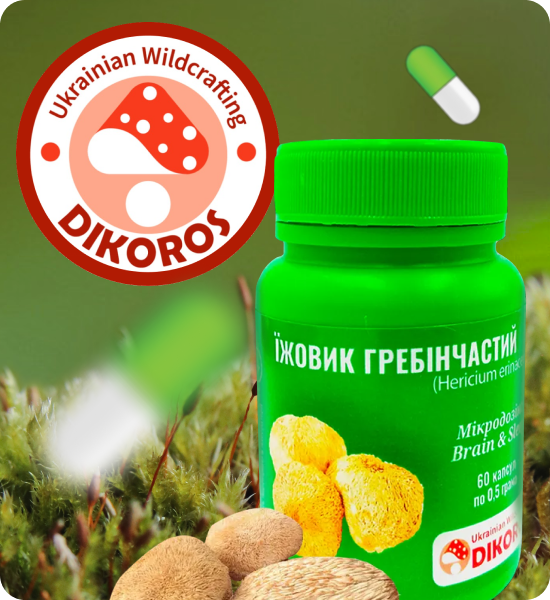 гриб їжовик гребінчастий купити в Dikoros