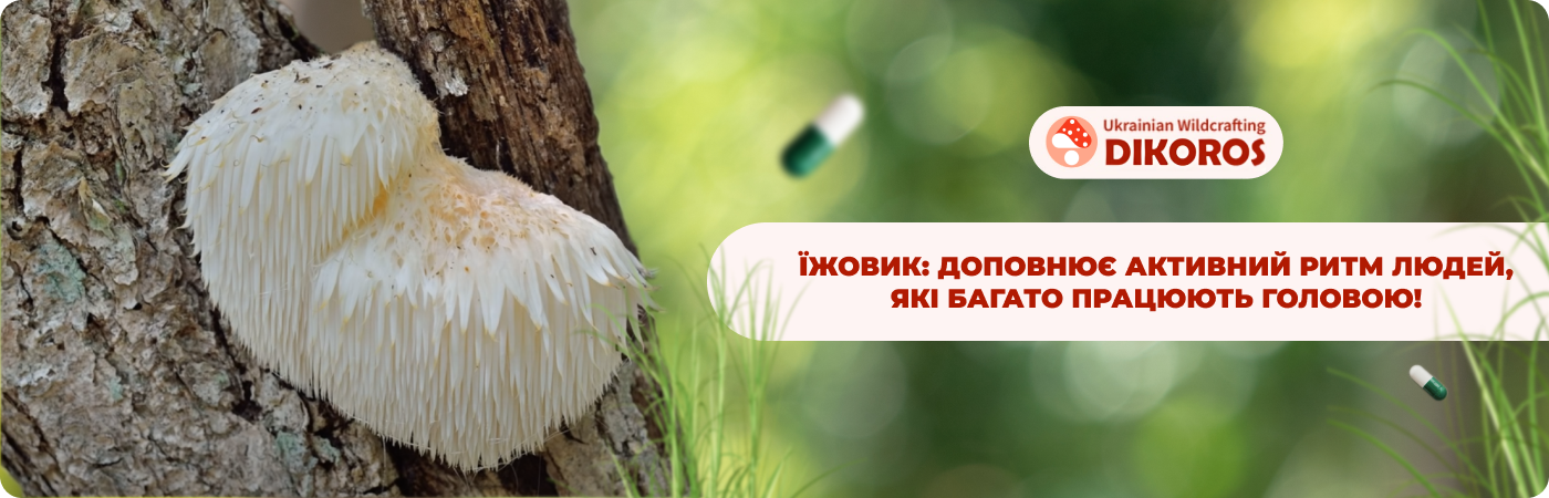 Мікродозинг їжовик гребінчастий купити в інтернет-магазині Дікорос