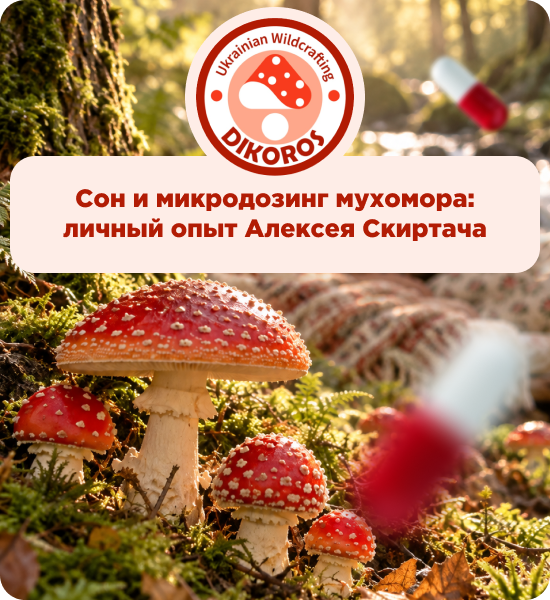 грибы мухоморы в капсулах от производителя Дикорос купить