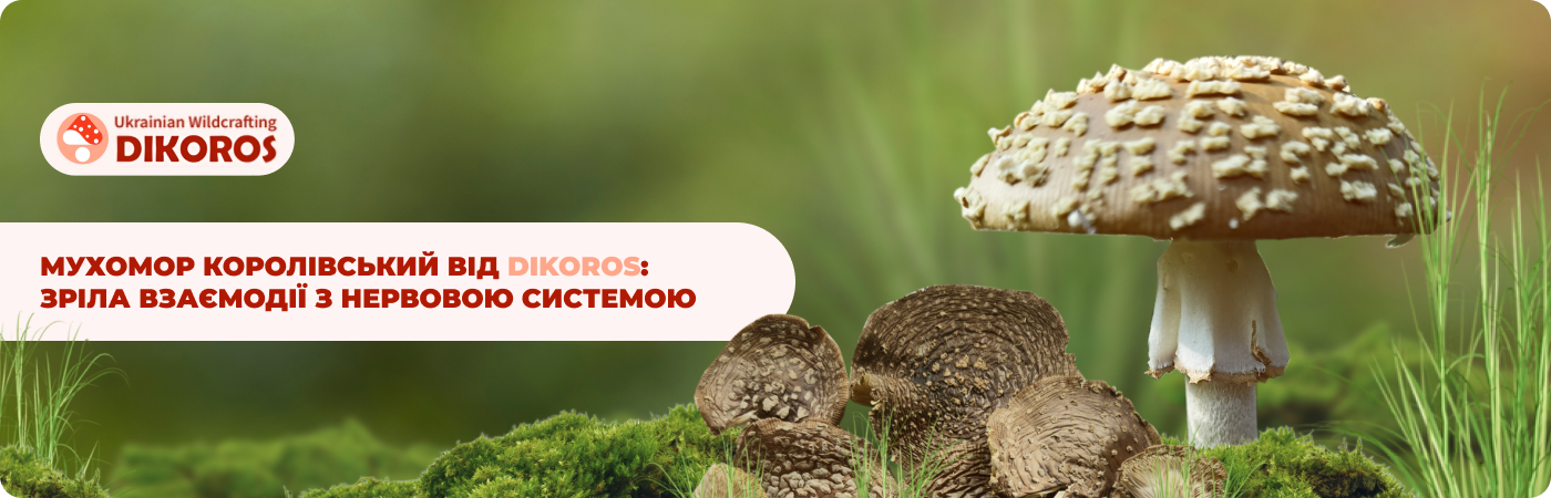 купити королівський мухомор в інтернет-магазині DIkoros