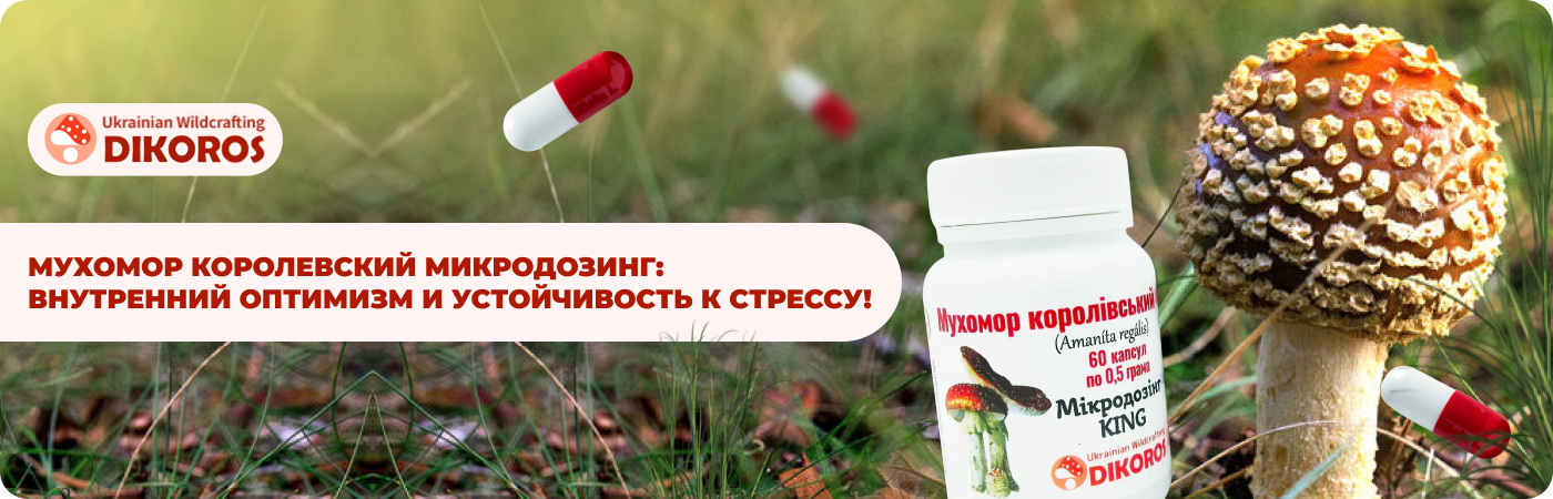 Королевский коричневый мухомор купить в Dikoros UA