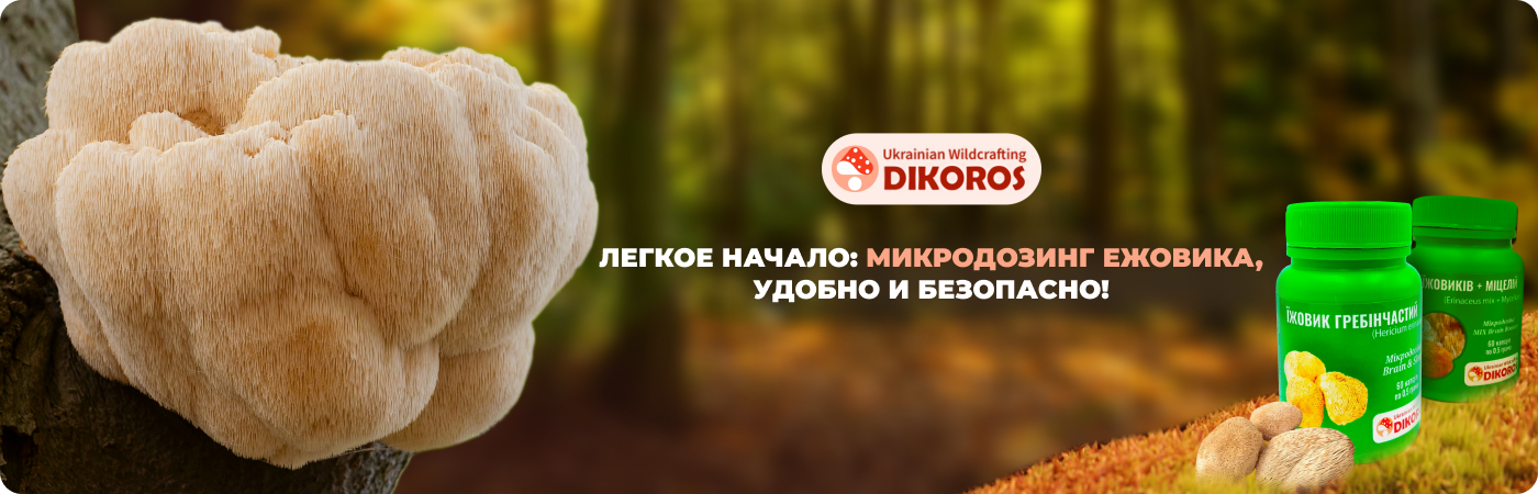 Львиная грива гриб купить в капсулах в интернет-магазине Dikoros