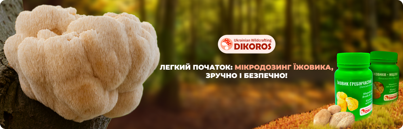 Левова грива гриб купити в капсулах в інтернет-магазині Dikoros