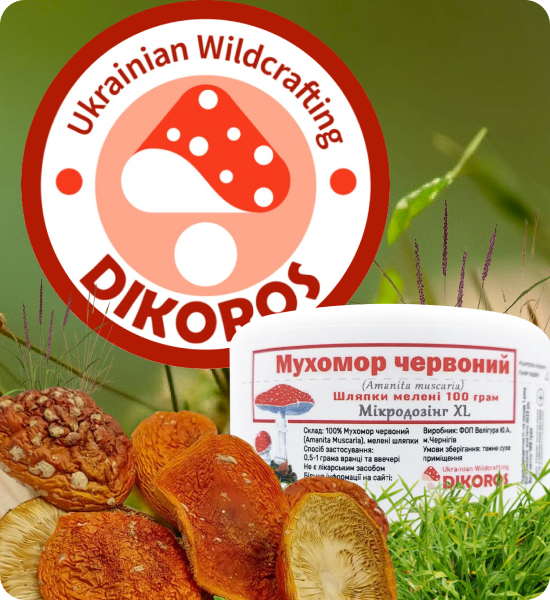 микродозинг красного мухомора в Дикоросе 