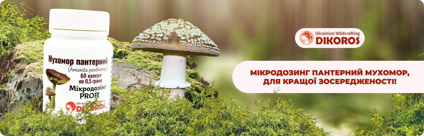 Мікродозинг мухомор пантерний купити в інтернет-магазині Дікорос