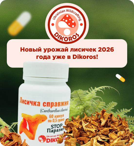 купить грибы лисички в капсулах от Дикорос