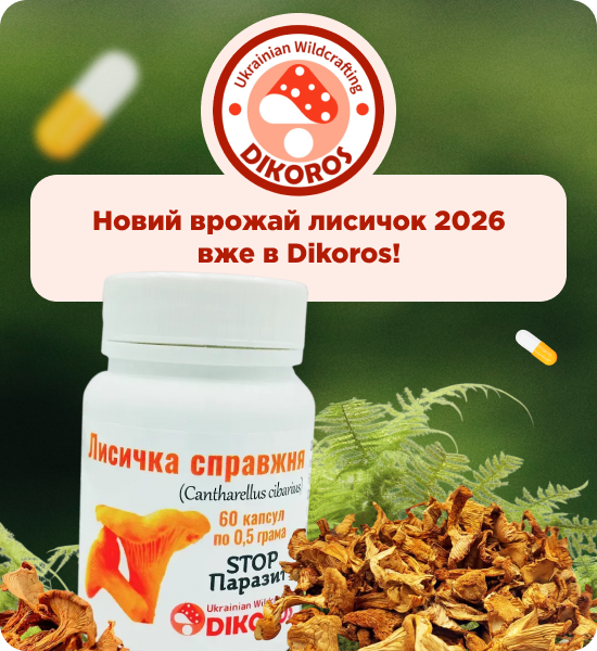 купити гриби лисички в капсулах від Дікорос