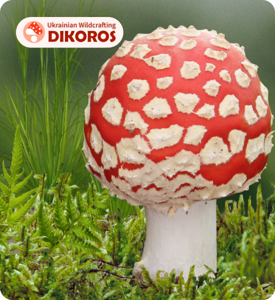 Мікродозінг купити в Дікорос