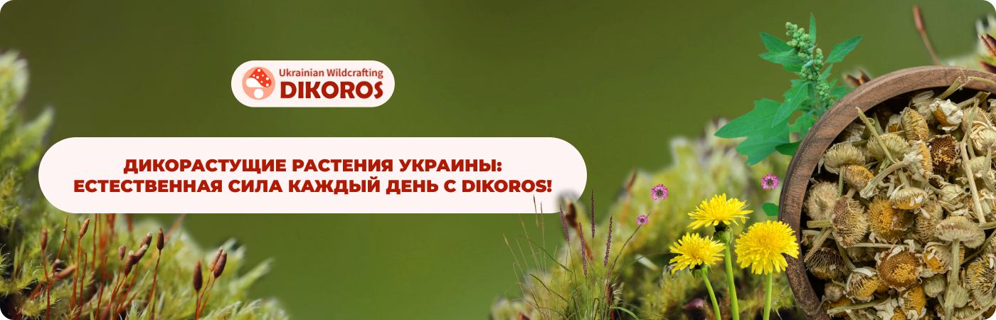 заказать дикорастущие травянистые растения у производителя Дикорос