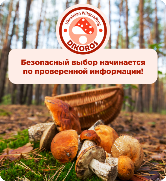 купить грибы от производителя Дикорос