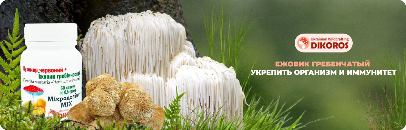 Купить натуральный Ежовик гребенчатый в Дикоросе
