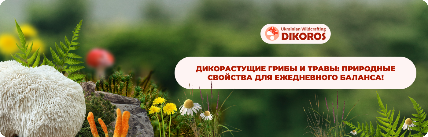 дикорастущие грибы и растения от DIkoros