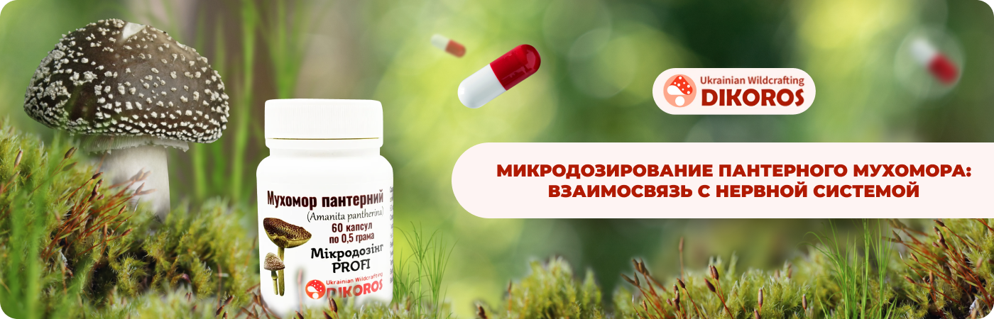 мухомор пантерный купить в интернет-магазине DIkoros