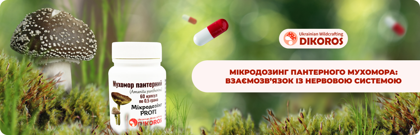мухомор пантерний купити в інтернет-магазині DIkoros
