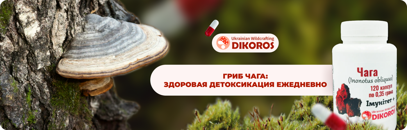 Микродозинг гриб чага купить в DIkoros